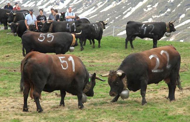 Aufalpung und Steckfest auf der Belalp