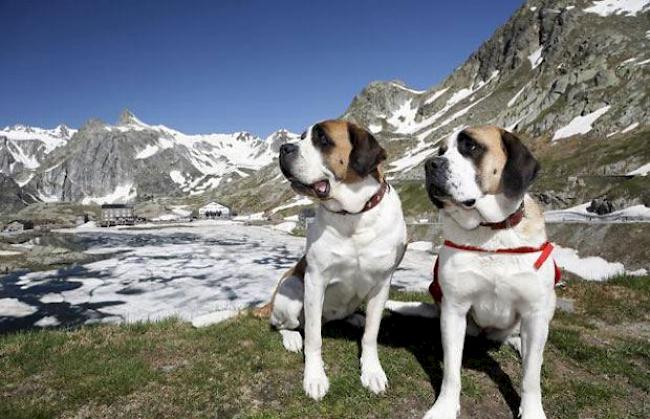 Bald kehren die Barrys nach Martinach zurück.