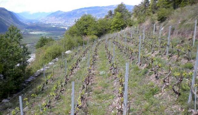 Biodiversität im ValNature-Rebberg