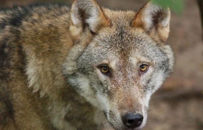 Wölfe halten die Walliser Schäfer in Atem. (Archiv)