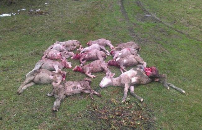 14 Schafe fielen ihm zum Opfer.