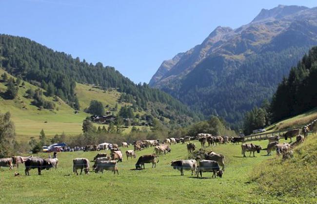 Agrarpolitik ab 2022. Nach Ansicht der Bauern und Tierschützer würden durch die zukünftige Landwirtschaftspolitik des Bundesrats noch mehr Betriebe verschwinden.