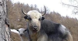 Yak-Mutter «Syra» mit Tochter «Semkyi», welche am 3. April 2013  auf der Roten Flüo, Embd, auf die Welt gekommen ist.