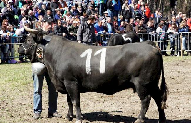 RARON: Am Ostermontag fand in der Goler-Arena in Raron das erste Stechfest der Saison statt. «Korfu» mit der Nr. 11 war vor 3500 Zuschauern die stärkste Kuh des Tages.