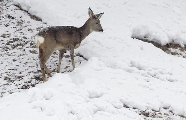 WALLIS: Der lange Winter macht der Natur zu schaffen. In diesem Frühjahr ist die Vegetation im Vergleich zu den Vorjahren zwei bis drei Wochen im Rückstand. Zu spüren bekommen dies derzeit vor allem Igel und Rehe. 