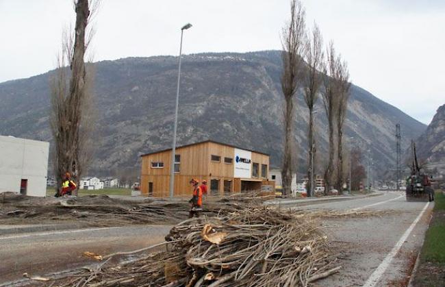 GAMPEL: Am Donnerstag sind in Gampel beim neuen Pappelweg die letzten neun Pappeln einer ehemals stolzen Allee abgeholzt worden. Für Ersatz will die Gemeinde sorgen.
