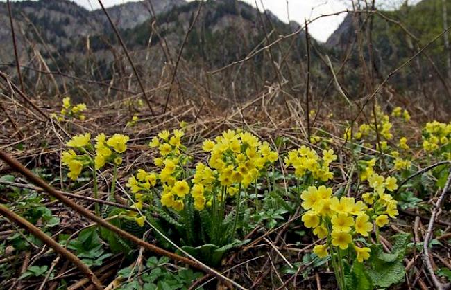 Schlüsselblumen