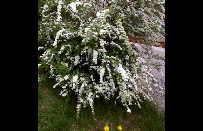 Frühling im Hegdorn oberhalb Naters. 