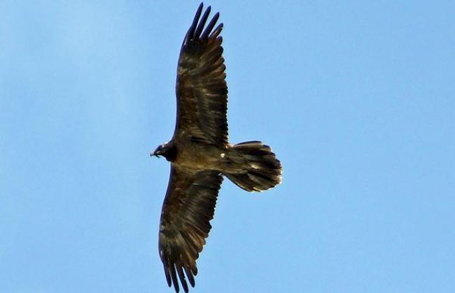 Der Bartgeier fliegt über Hohtenn.