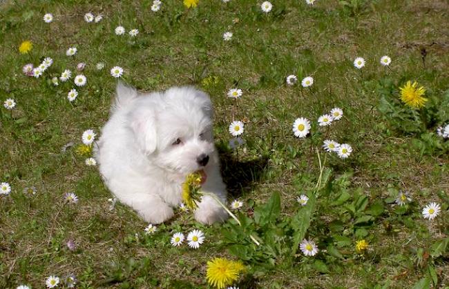 «Mowgli inmitten von Frühlings-Ganseblümchen in seinem Reich»