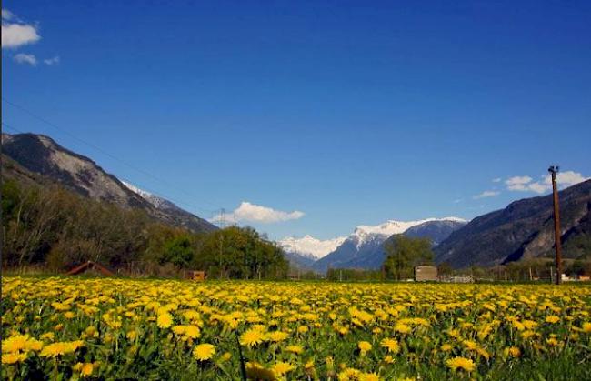 Wiese mit Löwenzahn bei Niedergesteln.