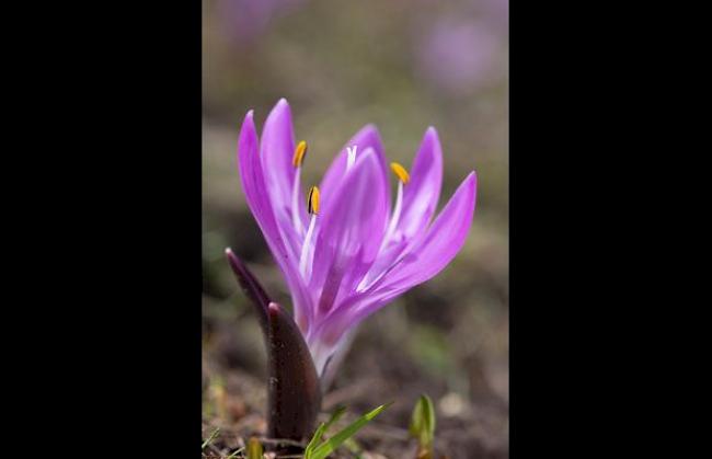 «Noch vor dem letzten Schnee fotografiert: Lichtblume in Eischoll.»