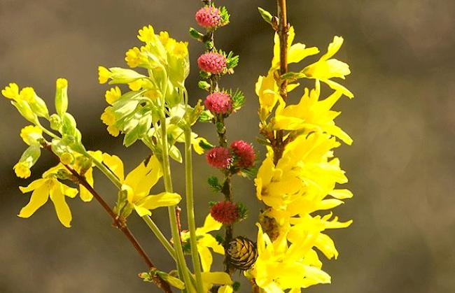 «Frischer Frühlingsstrauss»