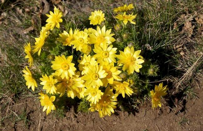 Adonis vernalis, bei Charrat-Saxon.