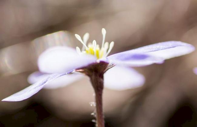 «Auch in Fiesch ist inzwischen der Frühling eingekehrt.»