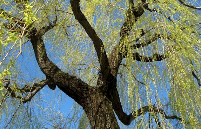 «Trauerweide unter strahlend blauem Himmel.»