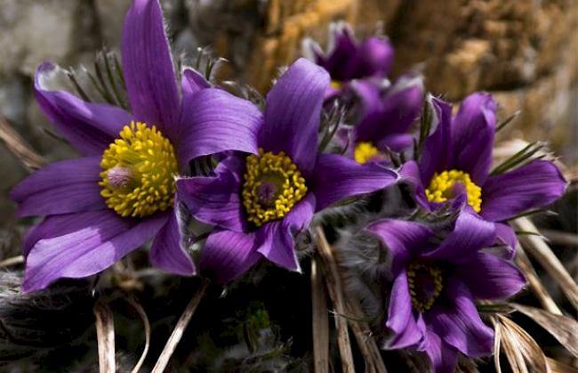 «Auch in Fiesch ist inzwischen der Frühling eingekehrt.»