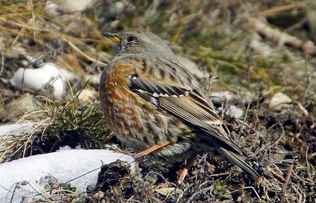 «Die Alpenbraunelle fliegt wieder über der Waldgrenze.»