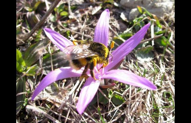 Erdhummel auf Lichtblume, aufgenommen in Eischoll