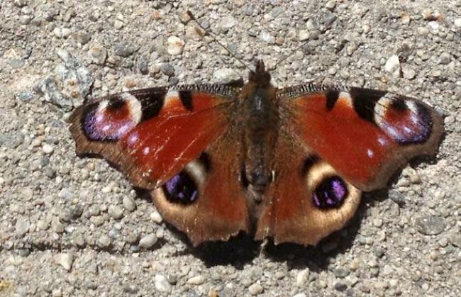 Schmetterling in voller Pracht