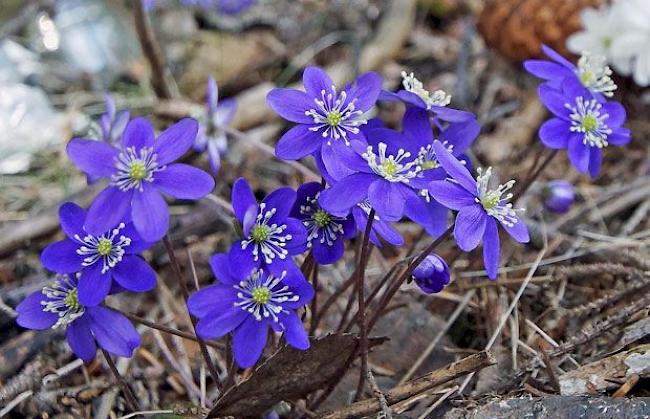 Leberblümchen in voller Pracht