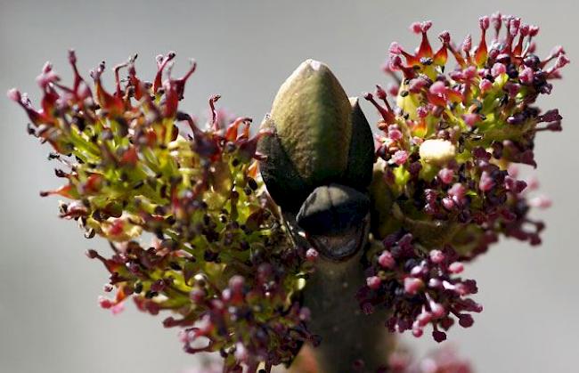 «Blüte der Esche (verkleidet als Drache)»