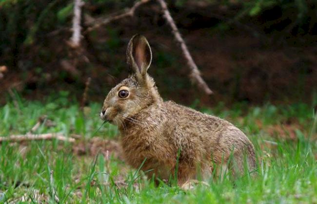 Auch die Tierwelt spürt den Frühling.