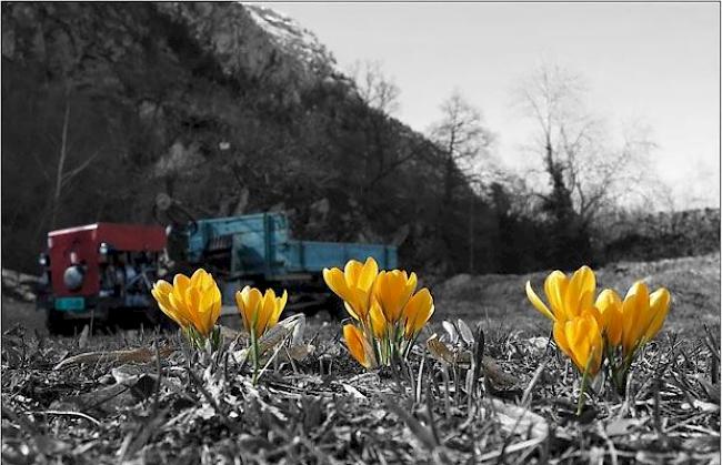 Frühling am Natischerberg