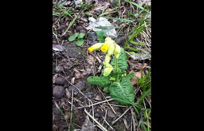 Schlüsselblume im Holzji Glis