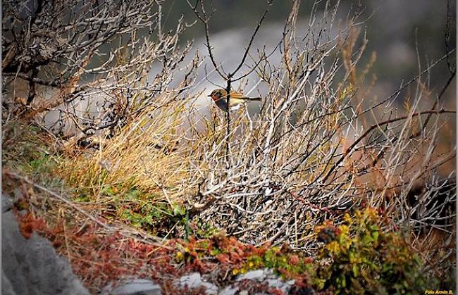 Die Natur erwacht (Foto aufgenommen am 2. April 2013)