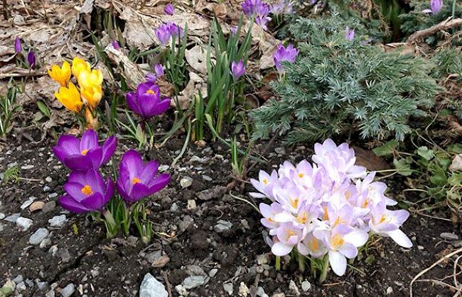 «Frühlingserwachen in Leuk-Stadt»