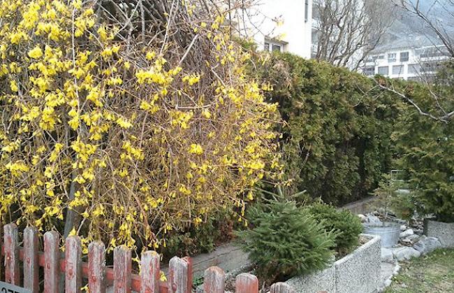 «Ja, der Frühling kommt aber sicher. Mit der Forsythie in Naters wird es sofort wärmer : -)»