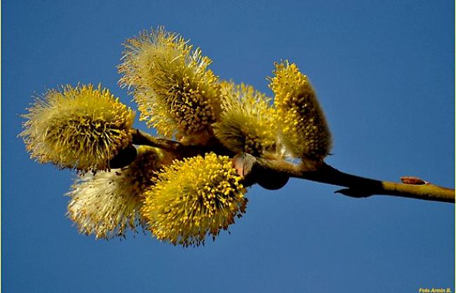 Die Natur erwacht (Foto aufgenommen am 2. April 2013)