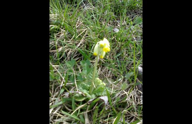 «Eine Schlüssenblume ... der Schlüsse zum Sommer?»