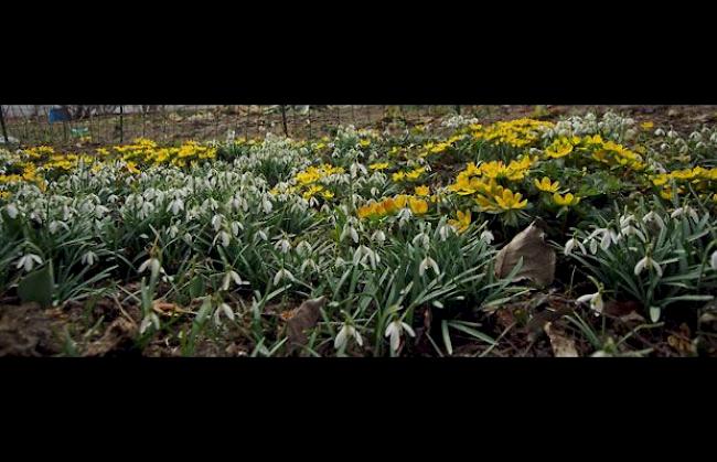 Frühling vor dem Bienenhaus