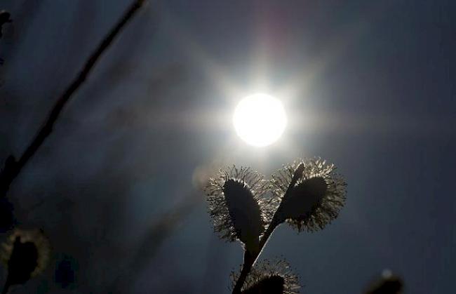 Kätzchen im Abendlicht