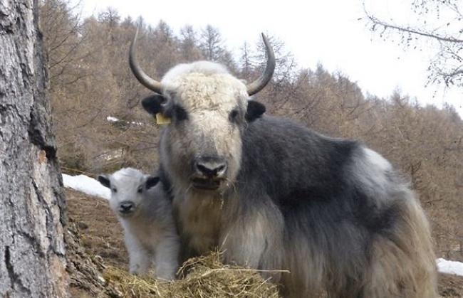 Yak-Mutter «Syra» mit Tochter «Semkyi», welche am 3. April 2013  auf der Roten Flüo, Embd, auf die Welt gekommen ist.