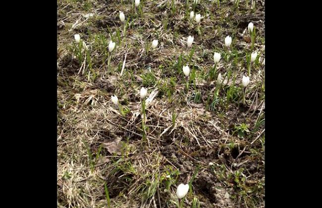 «Heute ist der Frühling im Anmarsch»