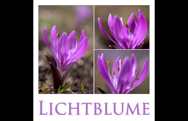 Lichtblumen, aufgenommen in Eischoll vor dem letzten Schnee