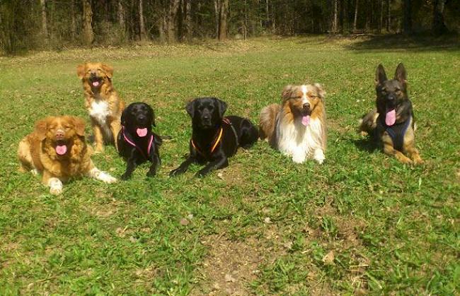 Spaziergang im Pfynwald mit Ventana, Iowa, Jamuna, Flizzy, Eager und Wakira am 18. April