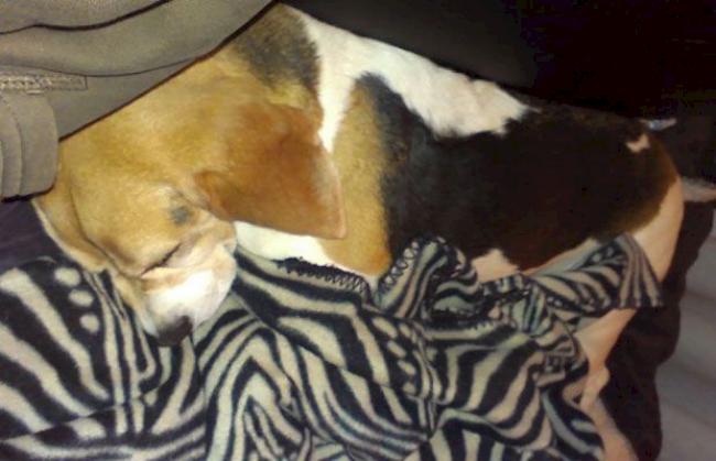 Die vierjährige Beagle-Hündin «Ada» starb auf dem Weg in die Tierklinik.