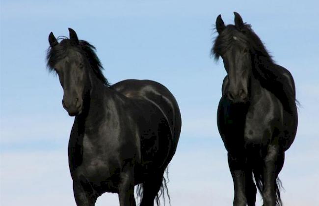 Neu wird nicht mehr zwischen der Haltung eigener und fremder Pferde unterschieden. Bauern könnten damit Stallungen und Weiden für betriebsfremde Pferde zur Verfügung stellen.