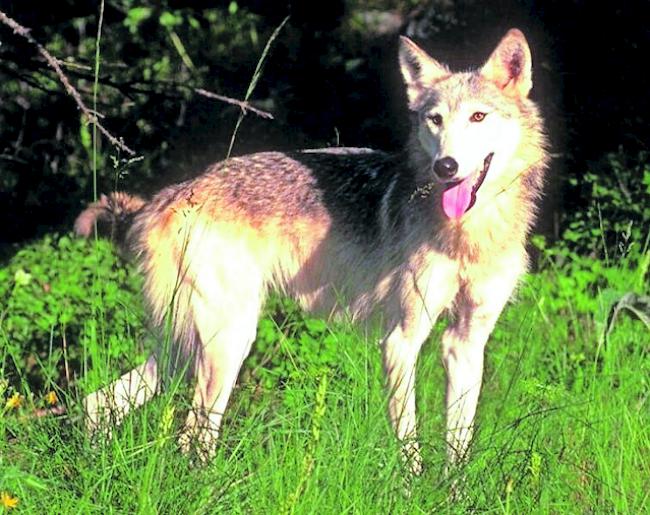 Ein Wolf ist heute zum Abschuss freigegeben worden