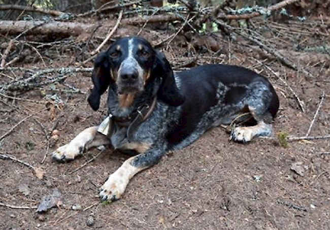 Auf der Jagd? Auf Facebook sorgen sich Nutzer um Hunde, die ohne Herrchen unterwegs sind....