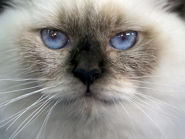 Die Augen dieser Hauskatze verraten viel über die Lebensweise. Die Pupillenform erlaubt es den Katzen sich unterschiedlichsten Lichtverhältnissen anzupassen. (Archiv)