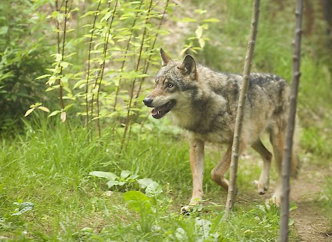 Nach dem Wolfsangriff auf Schafe in der Augsbordregion in der vergangenen Woche kam es nun auch zu Rissen im Val d