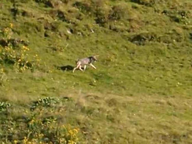 Ein Wolf am Fuss des Frümsel, fotografiert von Berggängern.