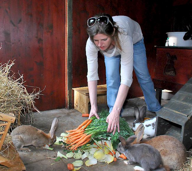 Über dem Berg. Jane Walter versorgt die in Lalden eingefangenen Kaninchen, welche sich in ihrer Obhut gut erholen.
