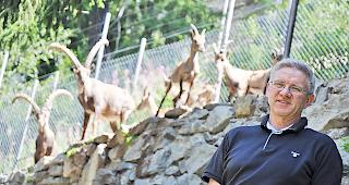 Martin Kull und die Steinbockkolonie im Tierpark Aletsch in Fiesch.