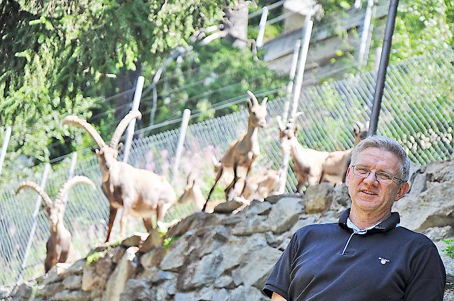 Martin Kull und die Steinbockkolonie im Tierpark Aletsch in Fiesch.
